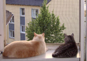 Fenstergucker.jpg